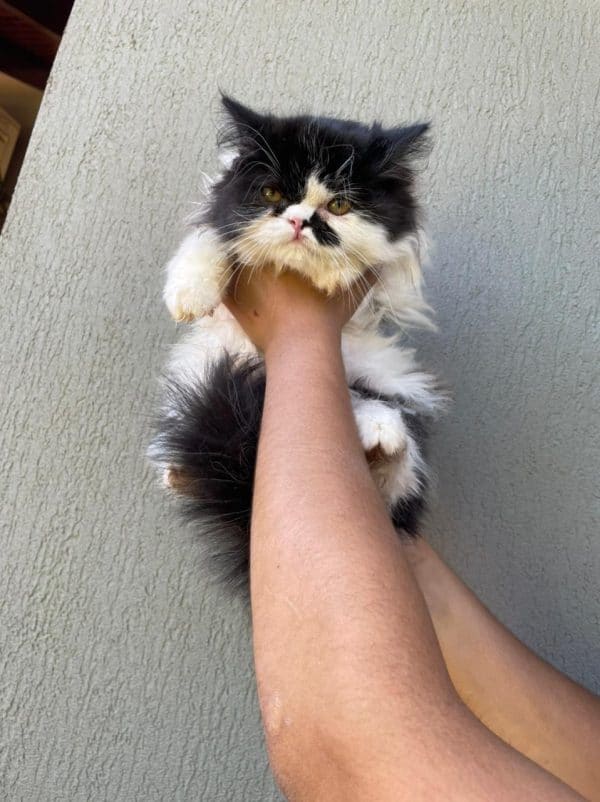 Gato Persa
