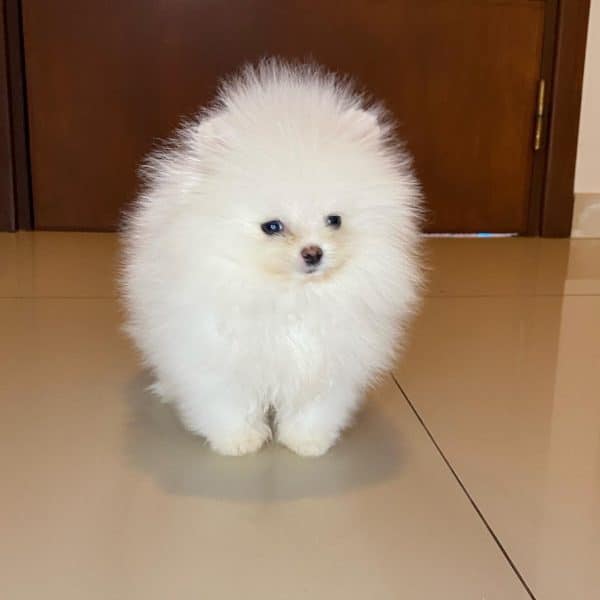 Lulu de pomerania MINI - Imagen 3