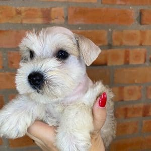 Schnauzer mini
