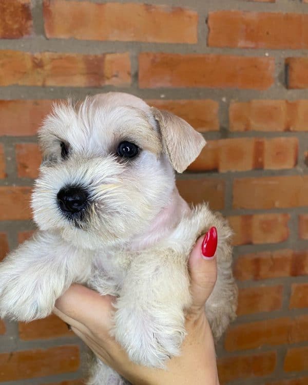 Schnauzer mini