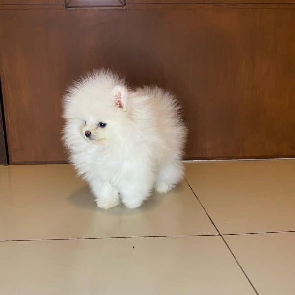 Lulu de pomerania MINI - Imagen 2
