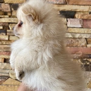 Lulú de pomerania macho