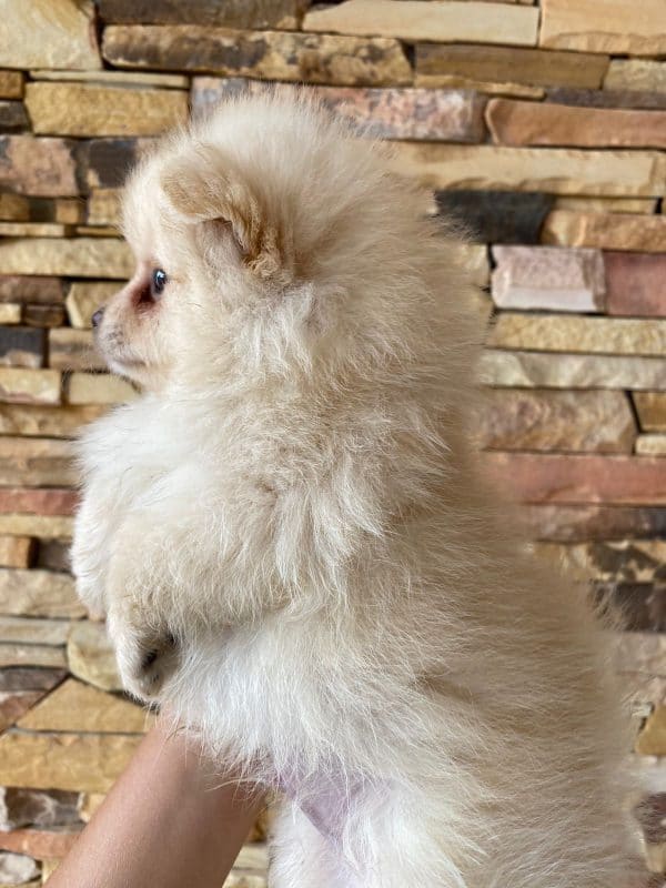 Lulú de pomerania macho