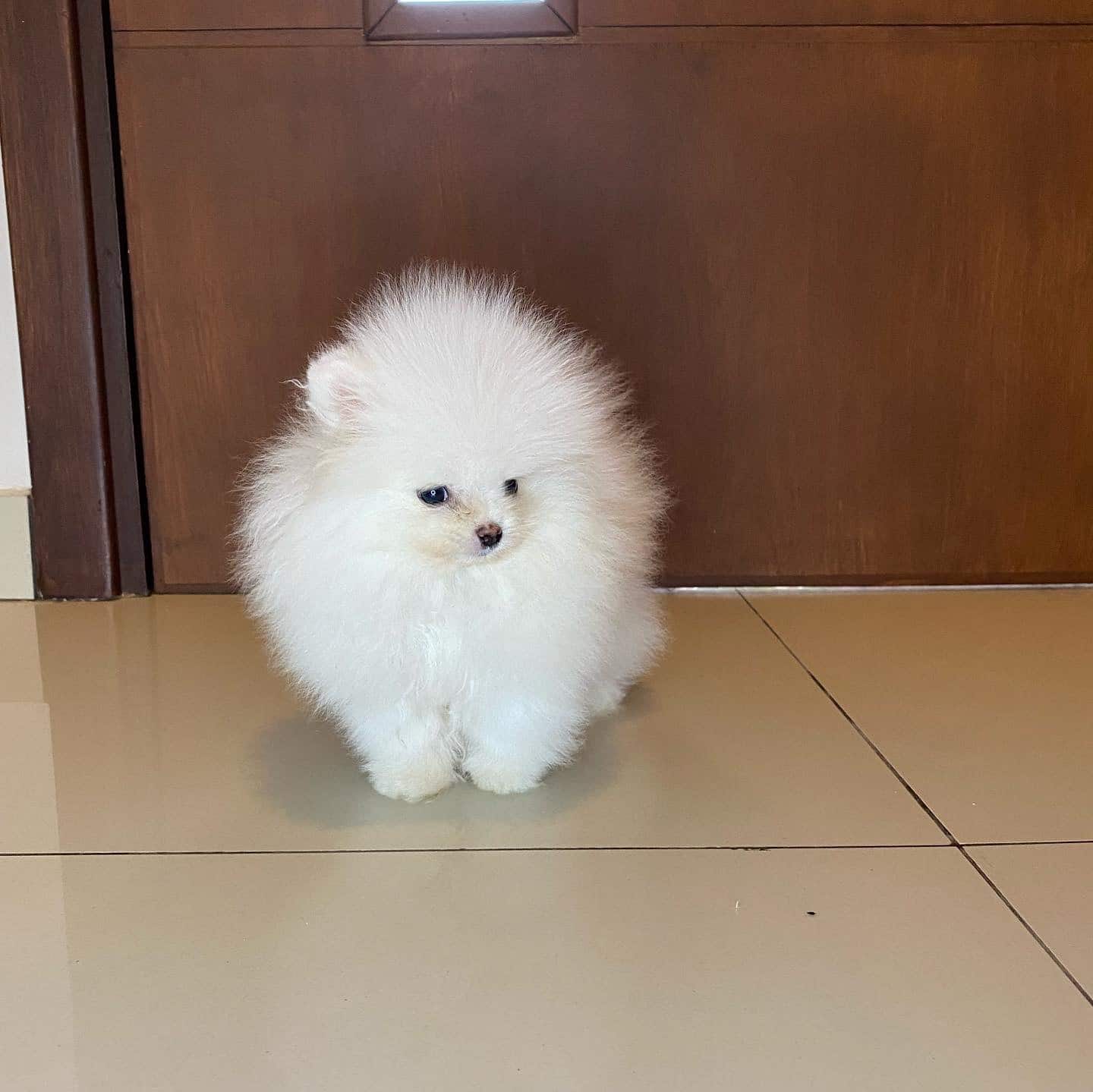 Lulu pomerania hot sale mini