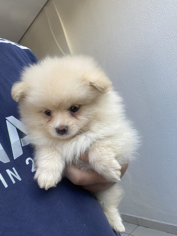 Lulú de pomerania macho - Imagen 3