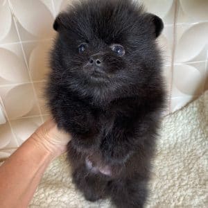 Lulu de pomerania