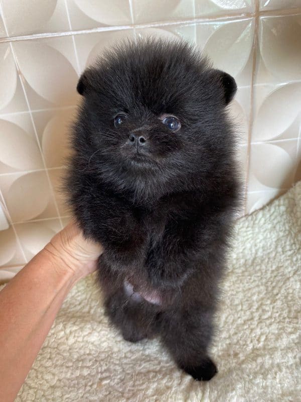 Lulu de pomerania