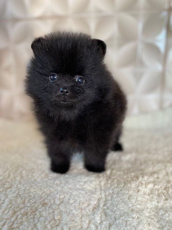 Lulu de pomerania - Imagen 2