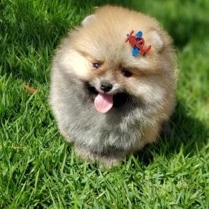Lulu de pomerania