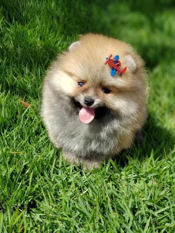 Lulu de pomerania