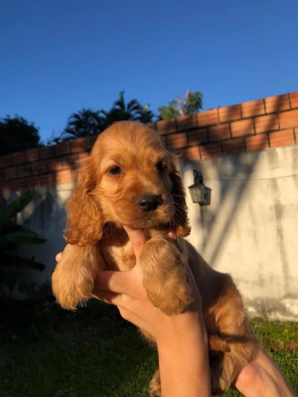 Cocker macho - Imagen 2