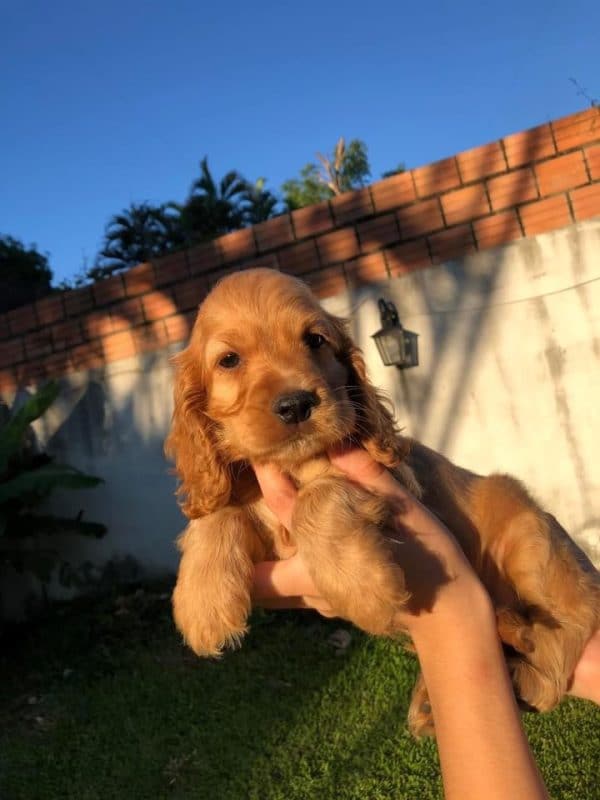 Cocker macho - Imagen 3