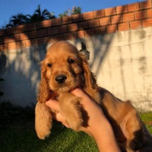 Cocker macho