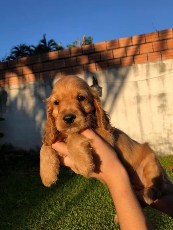 Cocker macho