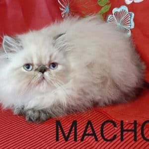 Gato persa macho
