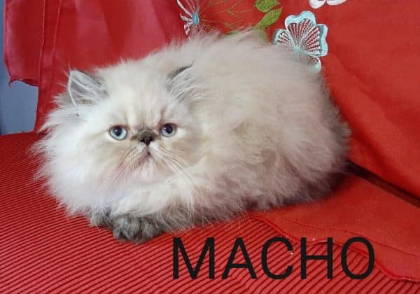 Gato persa macho