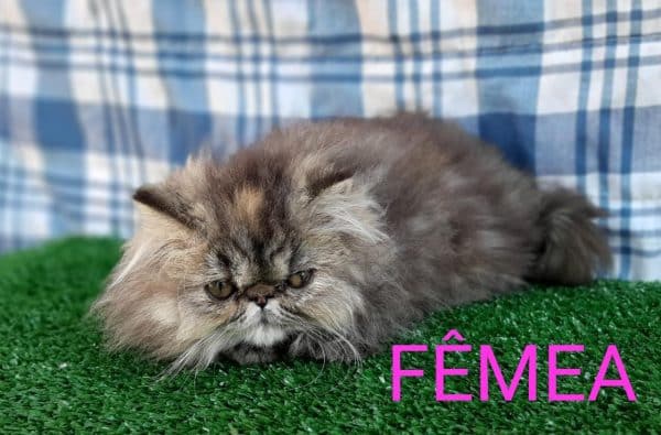 Gato persa hembra