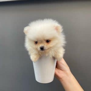Lulú de pomerania mini