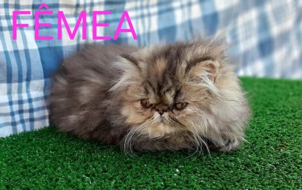 Gato persa hembra - Imagen 2