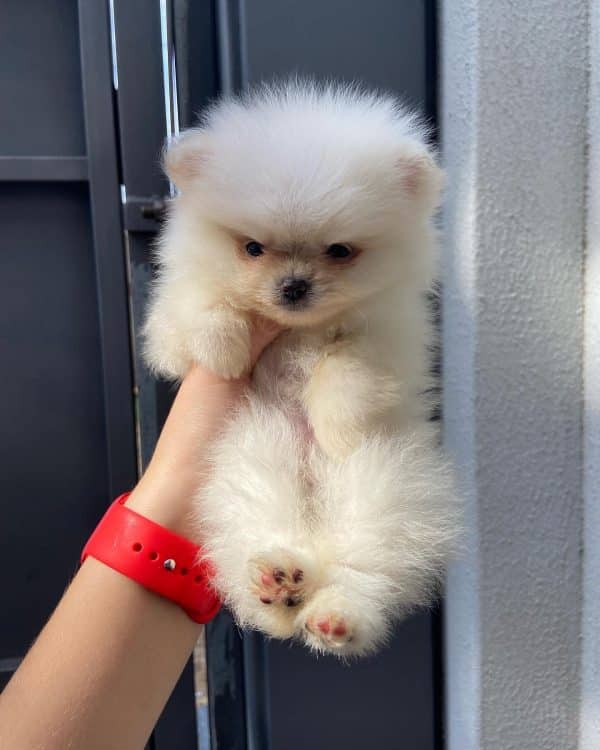 Lulú de pomerania mini - Imagen 2