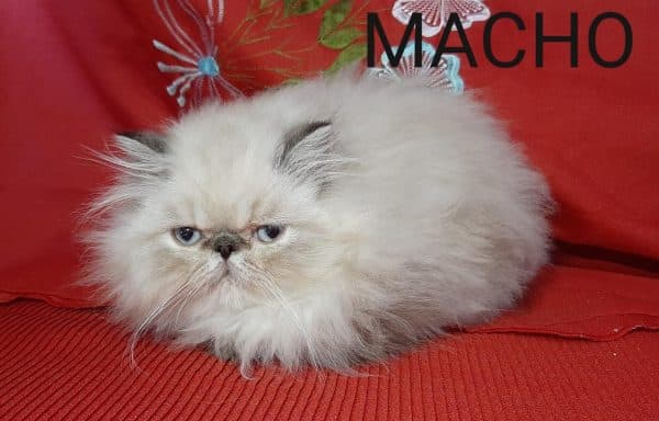 Gato persa macho - Imagen 2