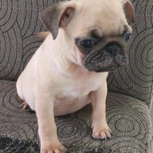 Pug macho