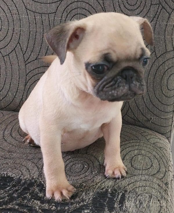 Pug macho