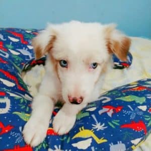 Border collie macho chocolate