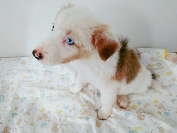 Border collie macho chocolate - Imagen 3
