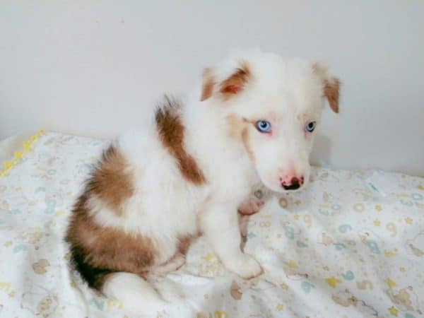 Border collie macho chocolate - Imagen 4