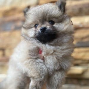 Lulú de pomerania hembra naranja
