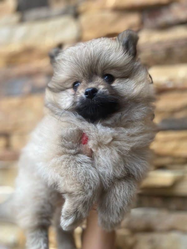 Lulú de pomerania hembra naranja