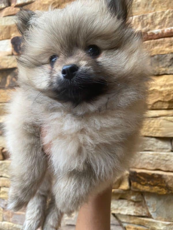 Lulú de pomerania hembra naranja - Imagen 2