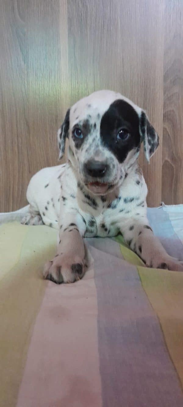 Dalmata machos y hembras - Imagen 2