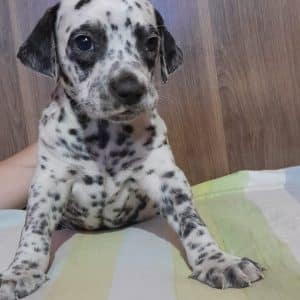 Dalmata machos y hembras