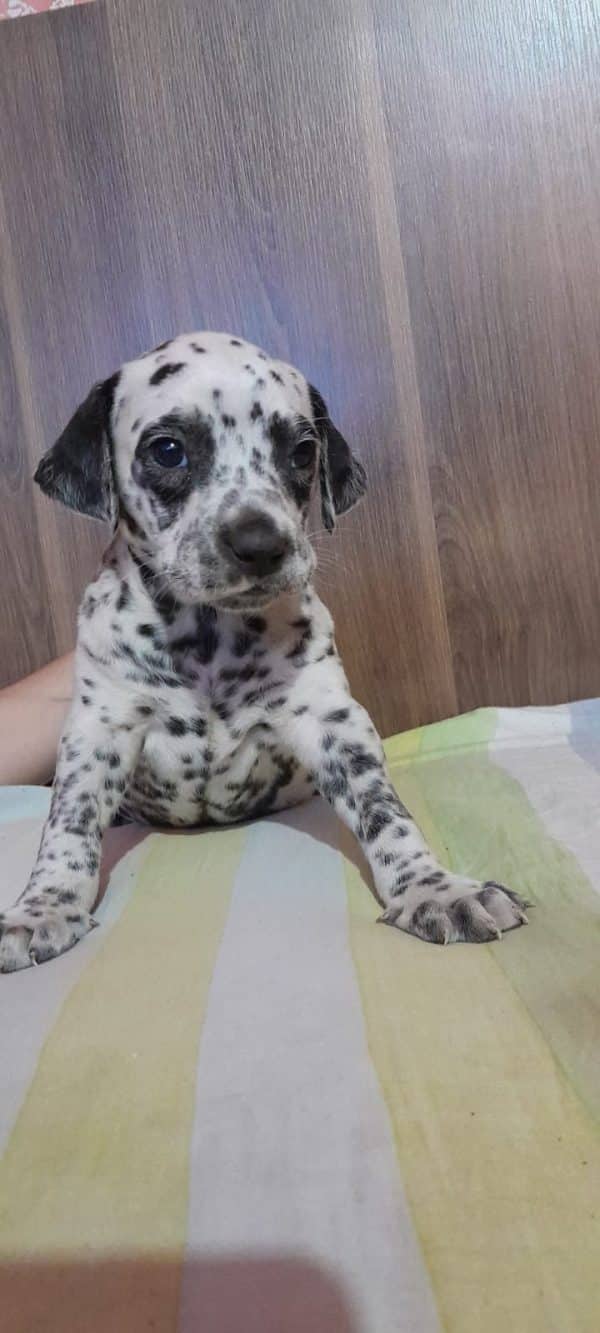 Dalmata machos y hembras