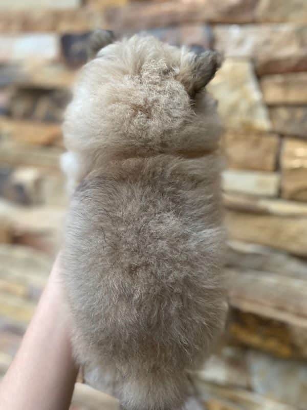 Lulú de pomerania hembra naranja - Imagen 3