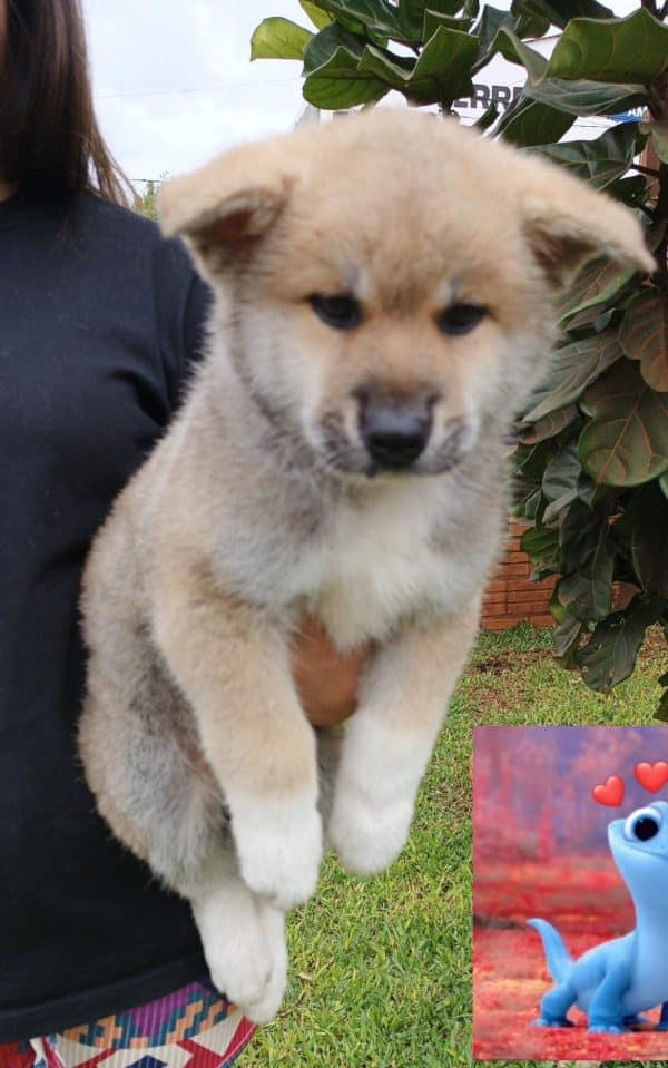 Akita inu macho rojo - Imagen 3