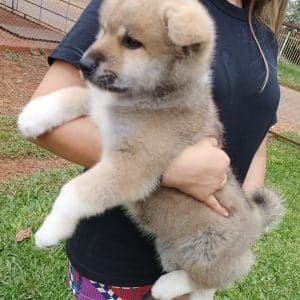 Akita inu macho rojo