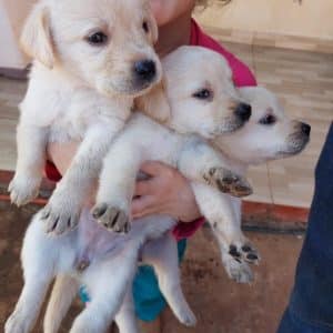 Labrador machos y hembras