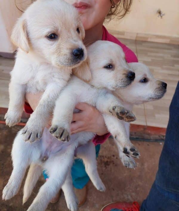 Labrador machos y hembras
