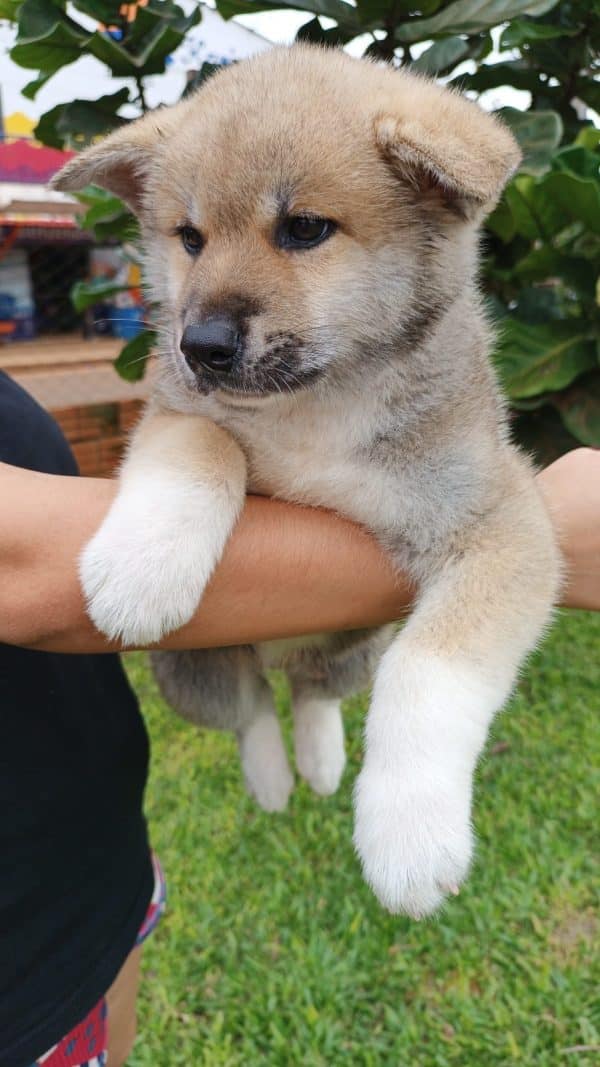 Akita inu macho rojo - Imagen 2