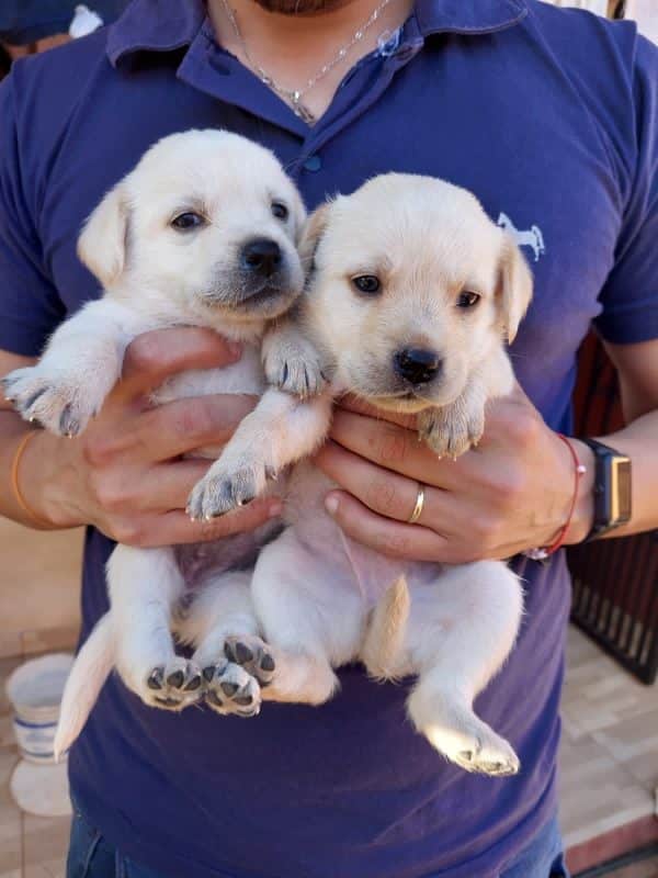 Labrador machos y hembras - Imagen 3
