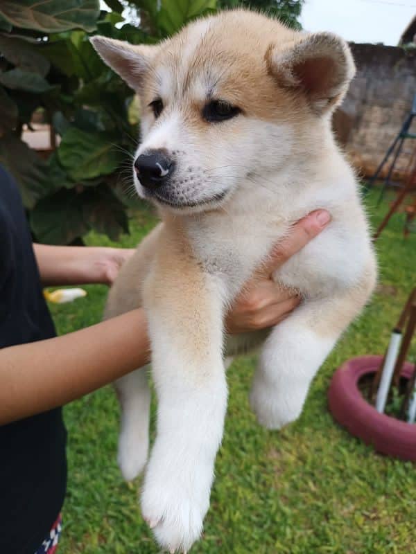 Akita inu rojo macho - Imagen 2