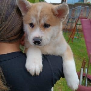Akita inu rojo macho