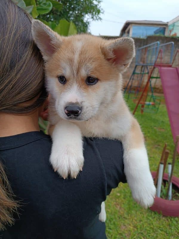 Akita inu rojo macho