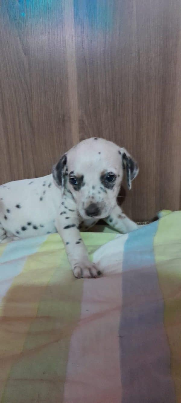 Dalmata machos y hembras - Imagen 3