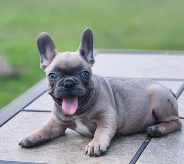 Bulldog francés Lilac - Imagen 3