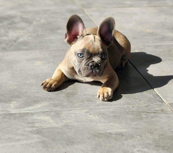 Bulldog francés Lilac - Imagen 2