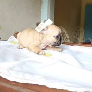 Bulldog francés fawn hembra